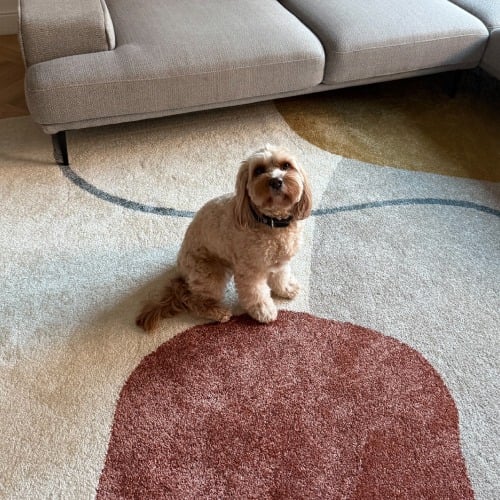 Gem&uuml;tliches Wohnzimmer mit Teppich und Hund